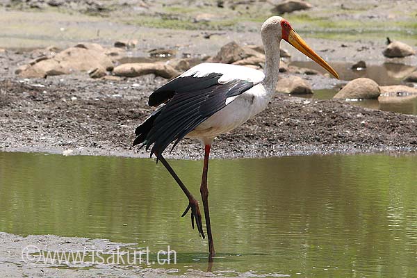 tantale ibis tantale ibis
