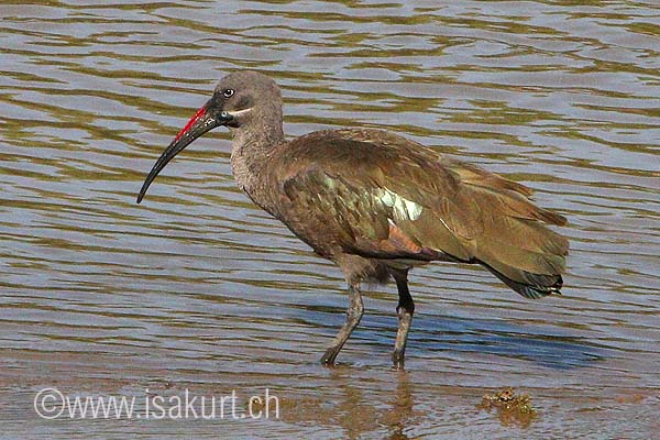 Ibis hagedash