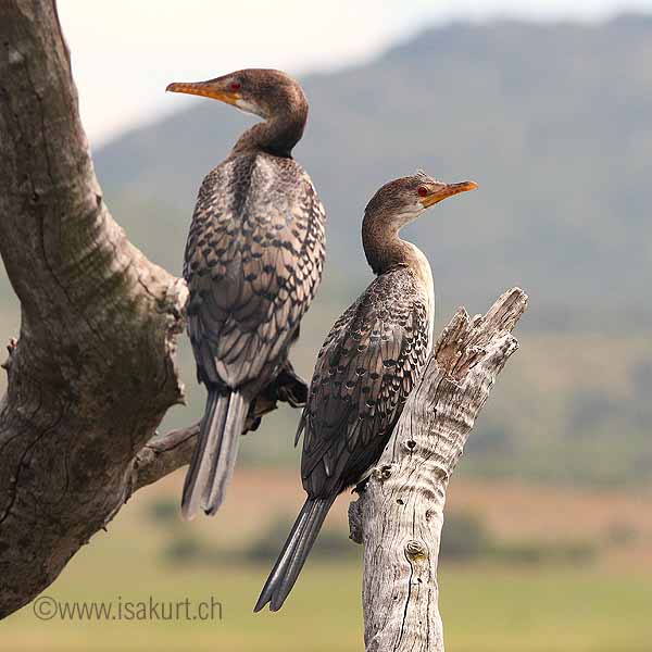 Cormoran africain