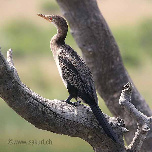 Cormoran africain