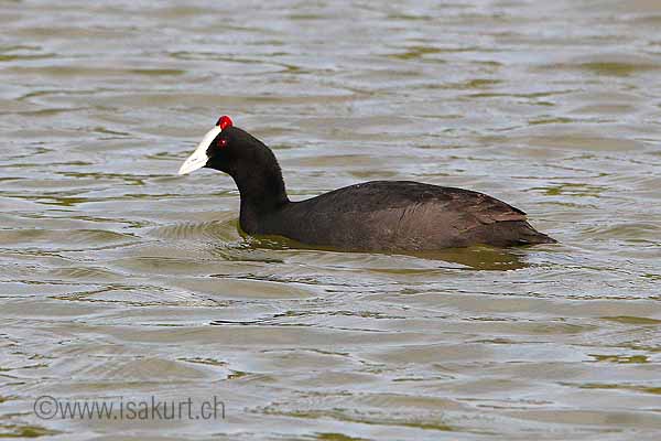 Foulque � cr�te
