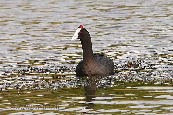 Foulque � cr�te