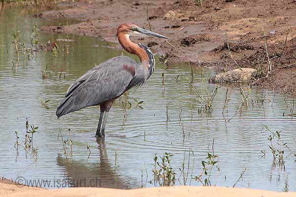 H�ron goliath